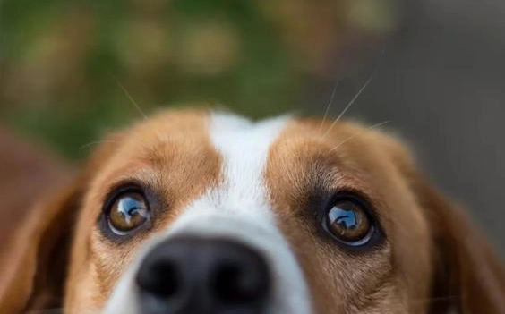 狗結膜炎治療 狗結膜炎治療