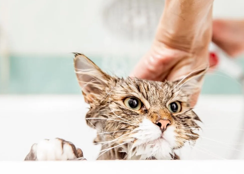 貓咪洗澡注意事項