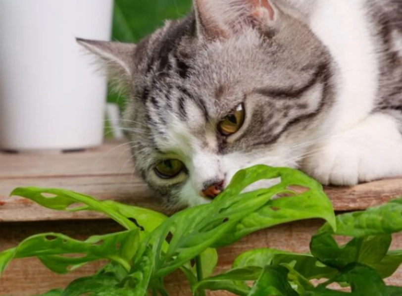 貓薄荷安全