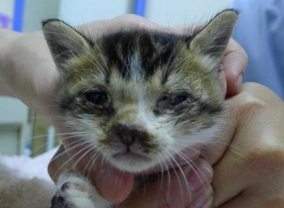 貓咪眼睛受傷症狀