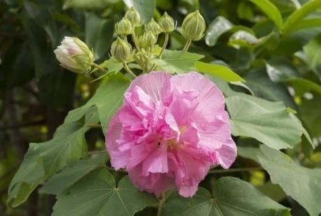 芙蓉花茶 芙蓉花茶