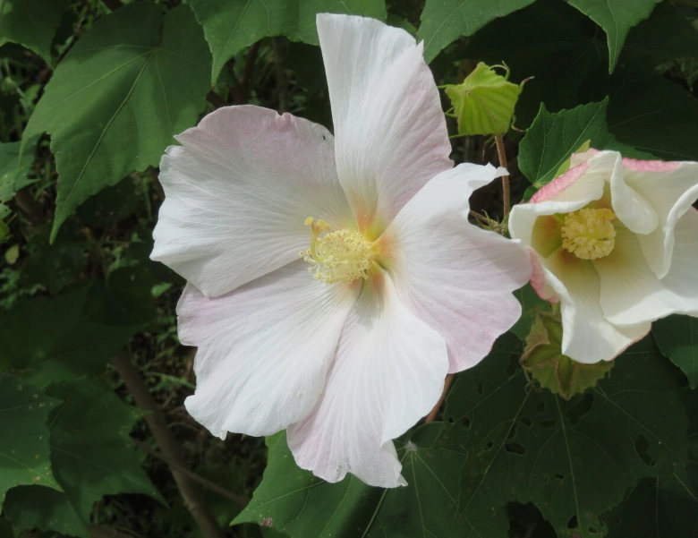 芙蓉功效與作用 芙蓉功效與作用