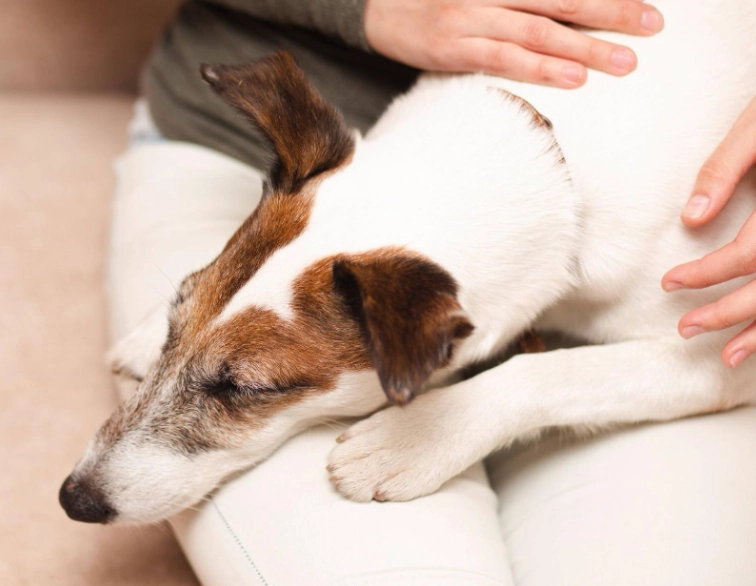 狗嘔吐原因 狗嘔吐原因