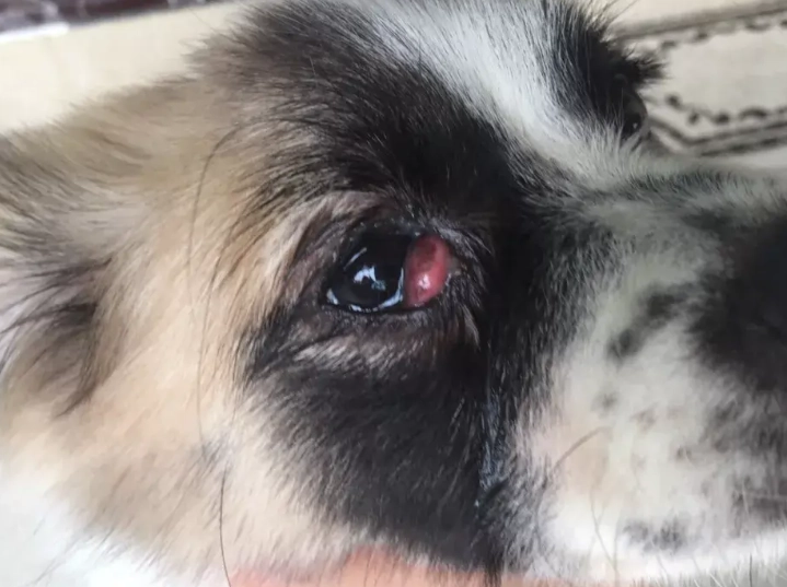 狗結膜炎治療 狗結膜炎治療