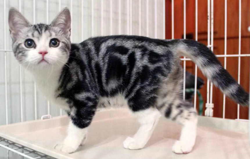 貓咪品種介紹 貓咪品種介紹