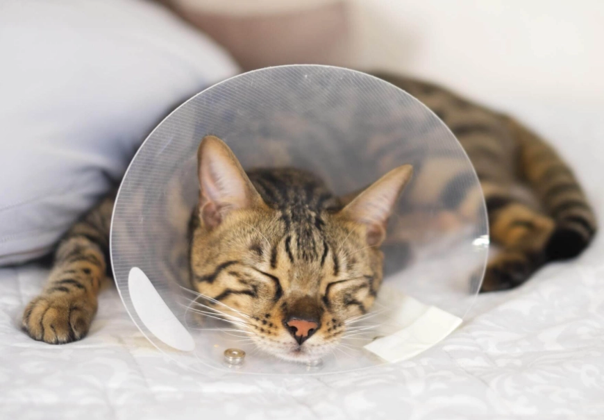 貓咪嘔吐處理 貓咪嘔吐處理