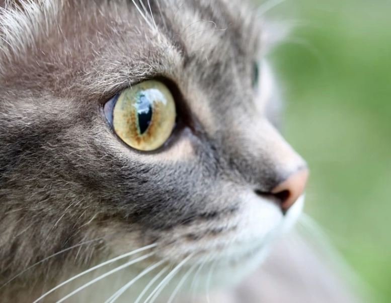 貓咪結膜炎治療