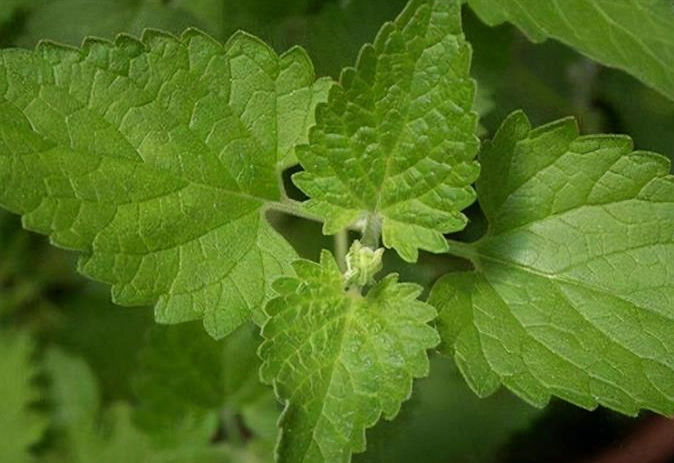 貓薄荷怎麼用？完整指南教你安全使用與挑選技巧