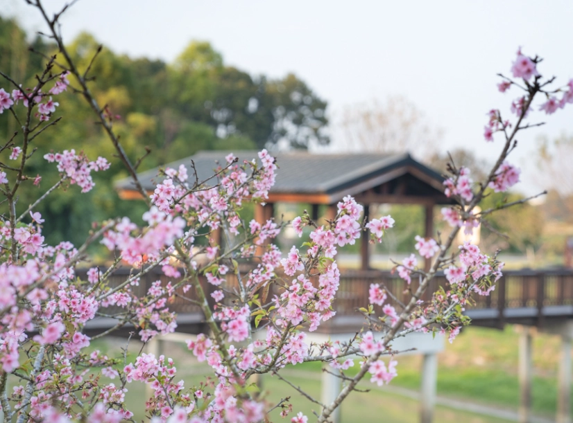 台南賞櫻 台南賞櫻