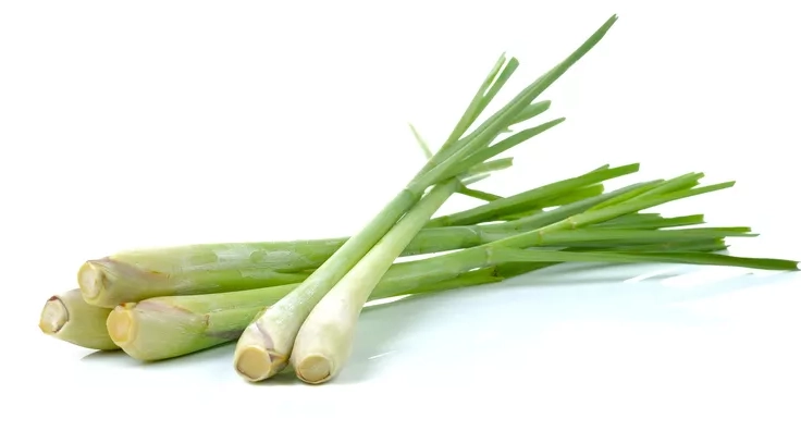 檸檬草精油怎麼用