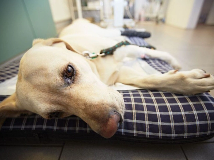 狗嘔吐原因 狗嘔吐原因