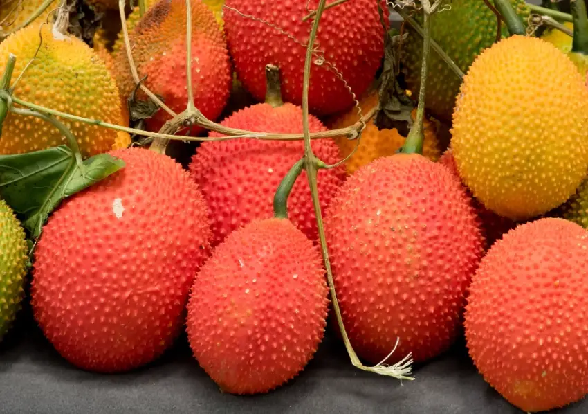 木鱉果 禁忌 木鱉果 禁忌