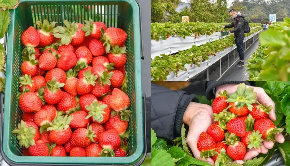 台灣草莓園