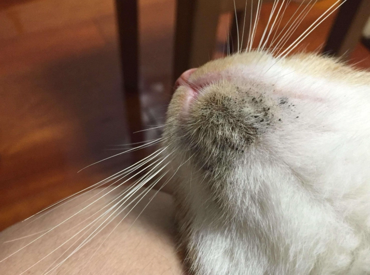 貓下巴粉刺流血怎麼辦？獸醫教你正確處理與預防