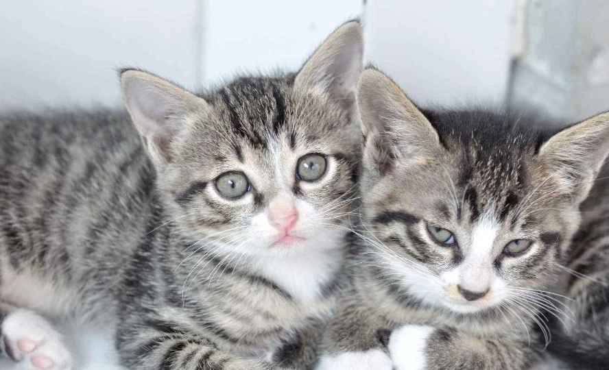 貓咪品種介紹 貓咪品種介紹