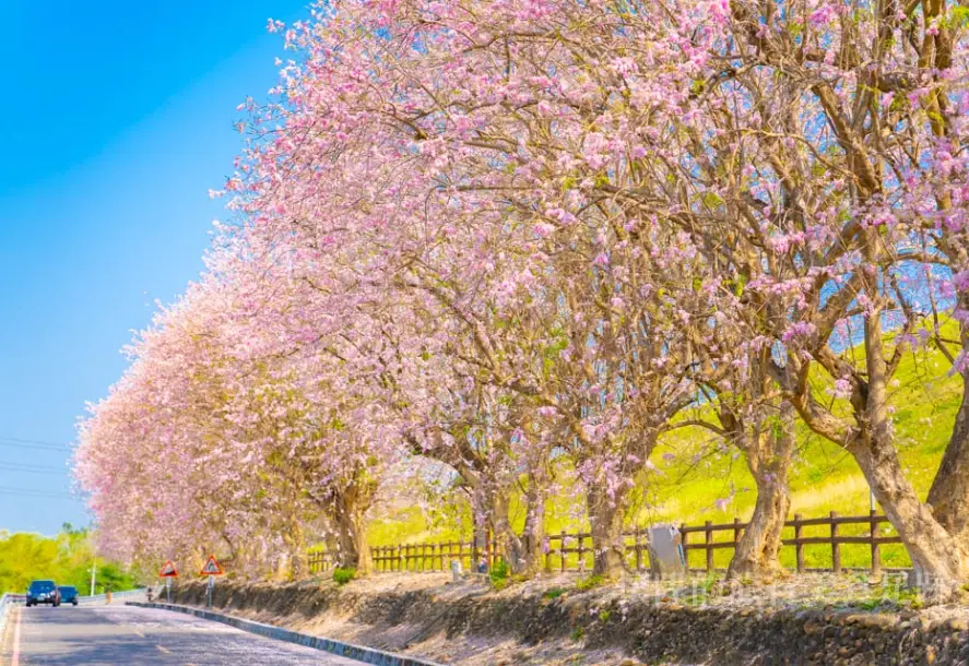 台南櫻花秘境 台南櫻花秘境