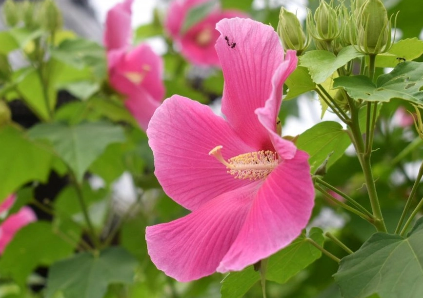 芙蓉葉功效 芙蓉葉功效