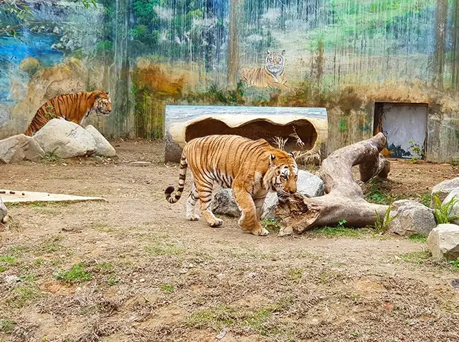 新竹動物園攻略 新竹動物園攻略