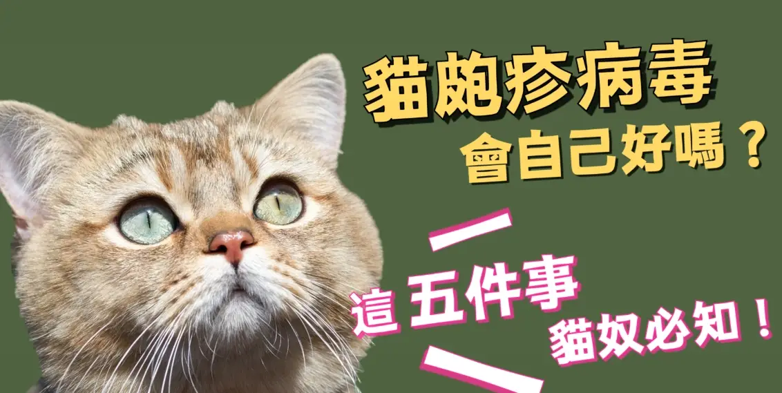 貓皰疹症狀有哪些？獸醫教你辨別與居家護理關鍵