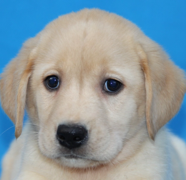 認養拉布拉多 認養拉布拉多