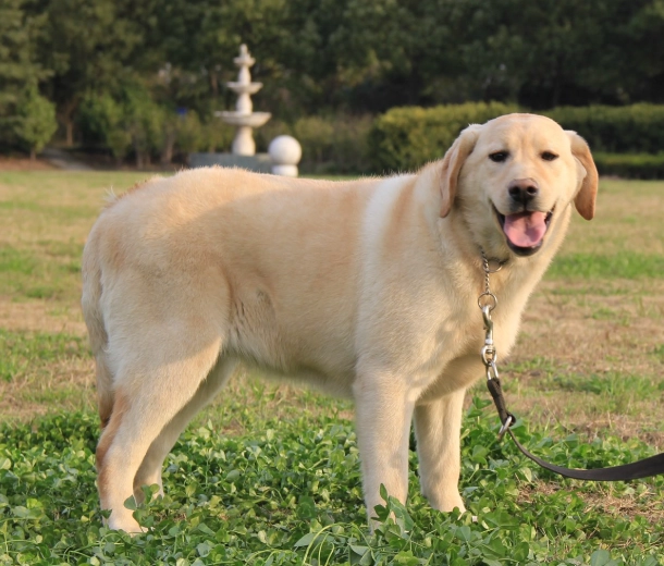 拉布拉多幼犬領養 拉布拉多幼犬領養