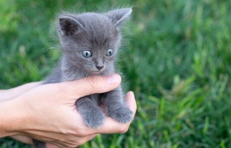 一個月小貓吃什麼