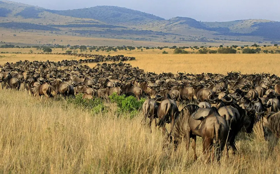 坦尚尼亞塞倫蓋提