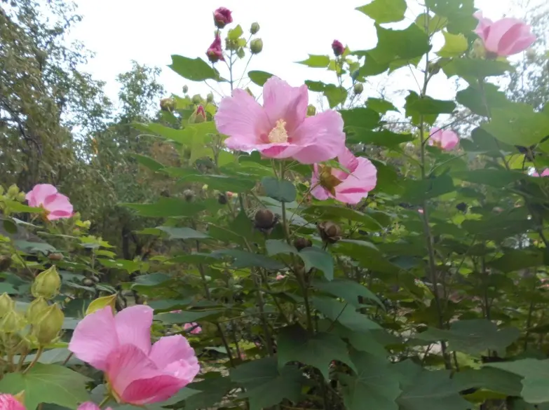 芙蓉花茶 芙蓉花茶