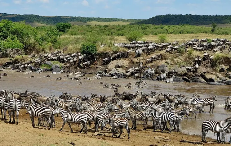 動物大遷徙季節