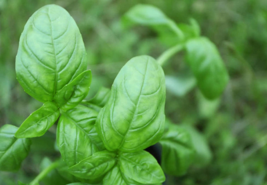 九層塔 如何 修剪 九層塔 如何 修剪