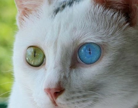 貓咪結膜炎治療