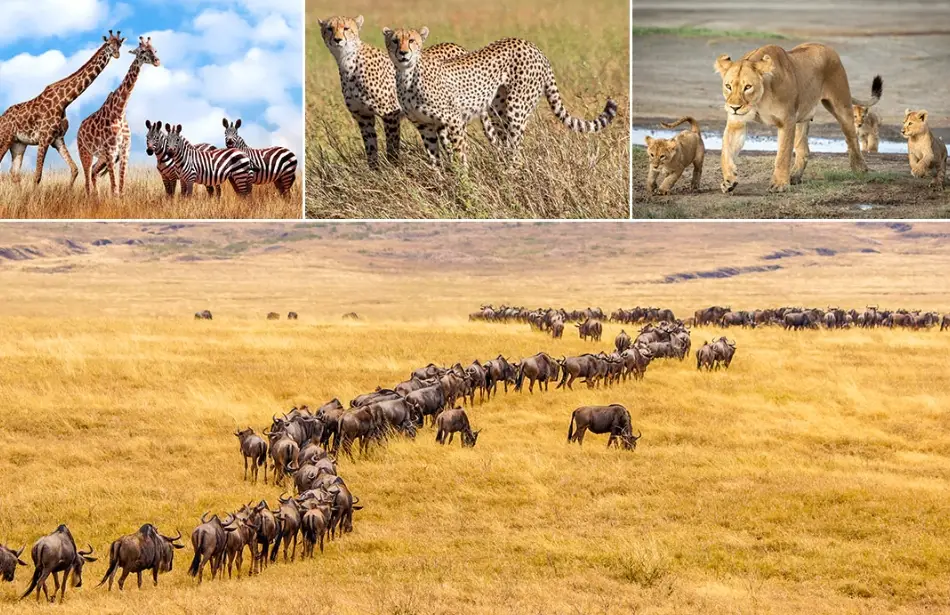 肯亞動物大遷徙