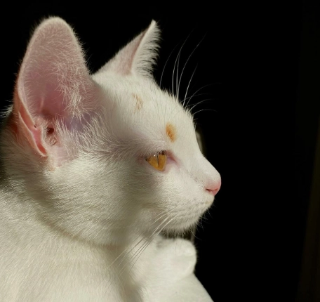 貓咪眼睛受傷急救指南：辨別徵兆、緊急處理與就醫時機