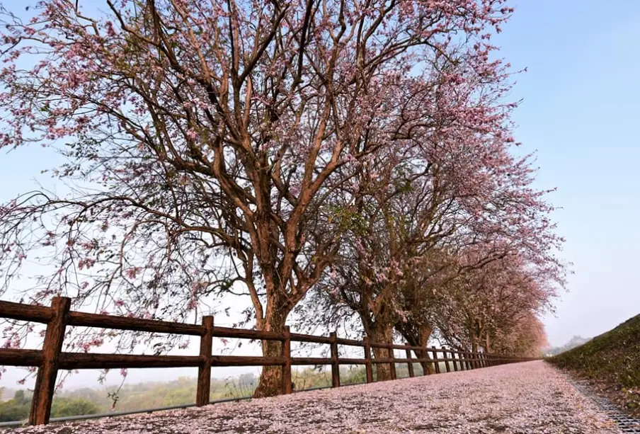 台南櫻花秘境 台南櫻花秘境