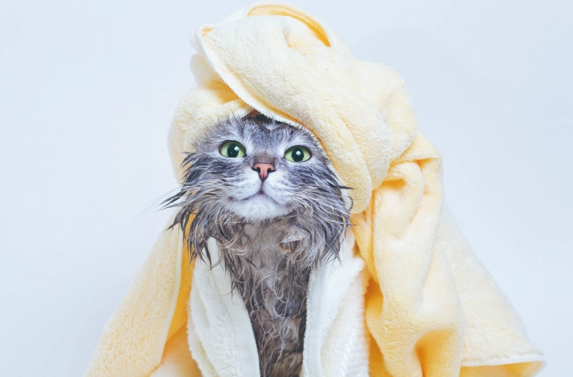 貓咪洗澡注意事項