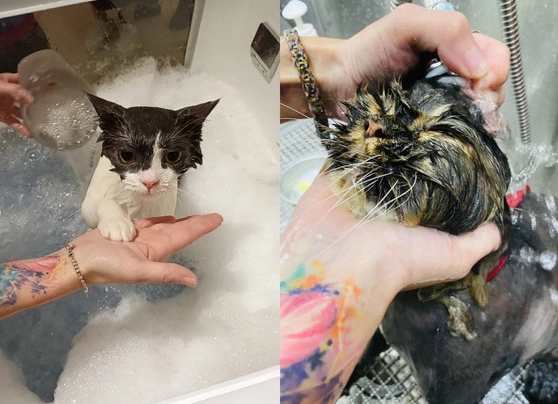 貓咪洗澡禁忌全解析：避開常見錯誤與安全指南