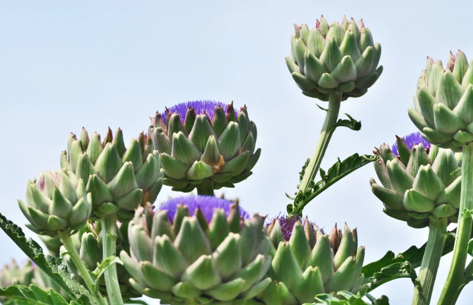 水飛薊vs朝鮮薊：護肝功效、外觀差異、食用方法一次搞懂