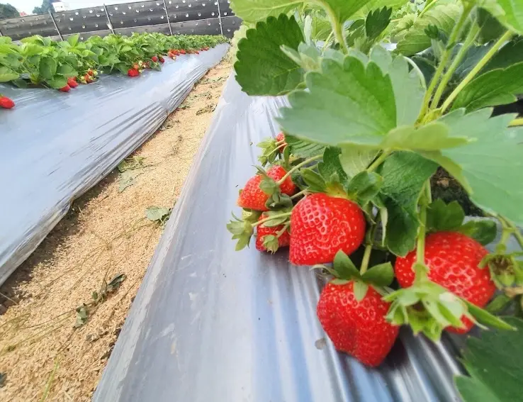 台灣草莓園