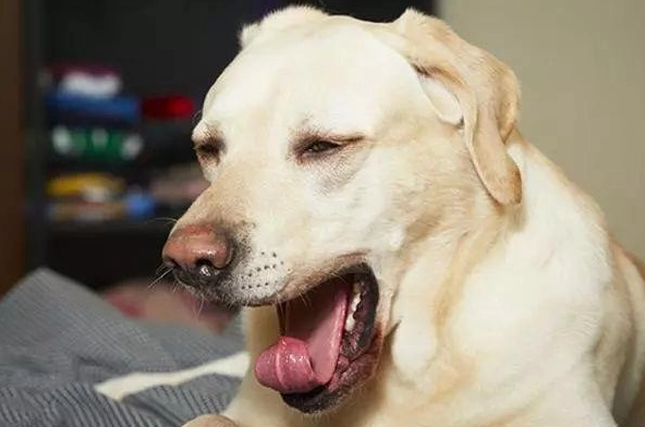 狗吐黃水 狗吐黃水