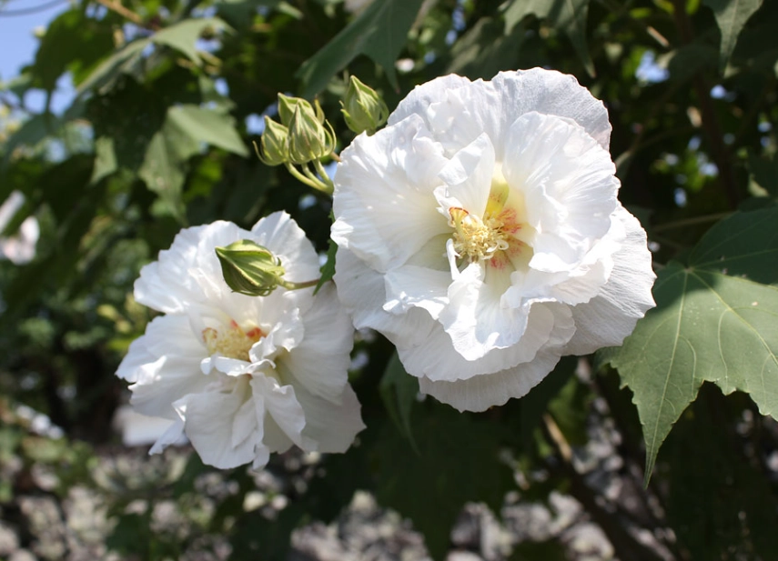 芙蓉功效全解析：從藥用、美容到居家養護的實用指南