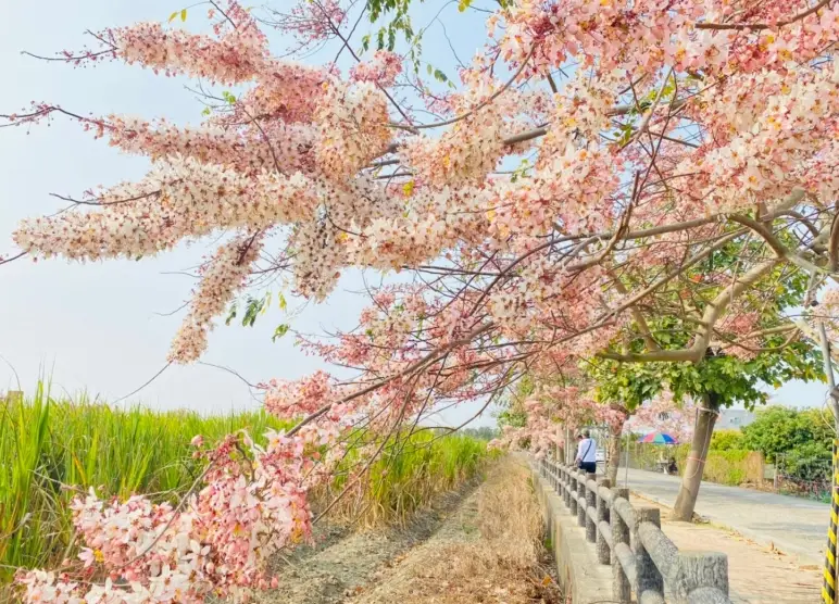 台南賞櫻 台南賞櫻