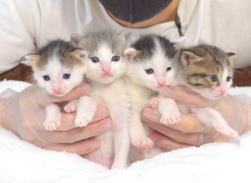 一個月奶貓吃什麼？資深貓奴的離乳期完整餵養指南