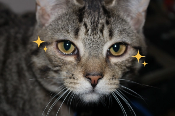 貓咪眼睛受傷處理