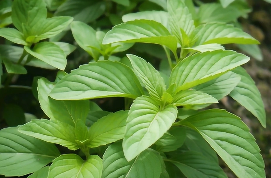 九層塔 如何 修剪 九層塔 如何 修剪