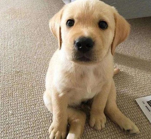 認養拉布拉多 認養拉布拉多