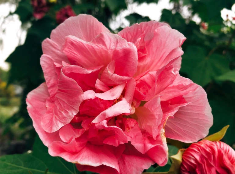 芙蓉功效與作用 芙蓉功效與作用