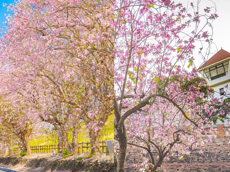 台南櫻花秘境 台南櫻花秘境