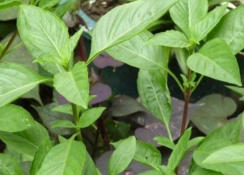 九層塔 摘心 九層塔 摘心