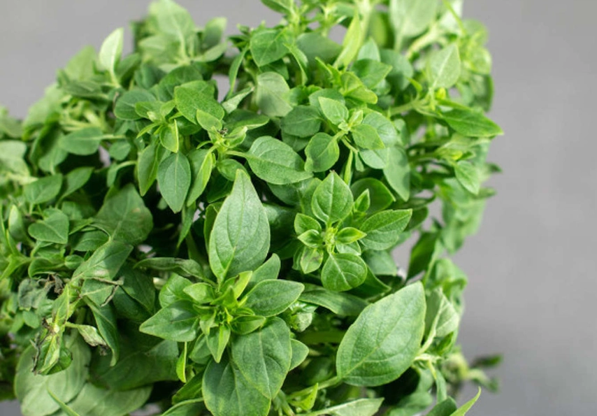 九層塔 摘心 九層塔 摘心