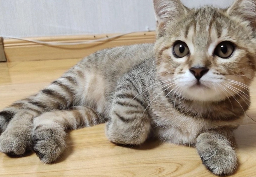 貓咪品種介紹 貓咪品種介紹